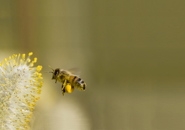 Save Local Bees