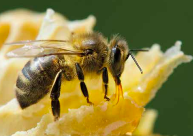 L’abeille noire, une perle de plus en plus rare qu’il faut protéger d’urgence