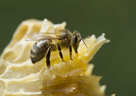 The dark bee, an increasingly rare treasure that needs urgent protection