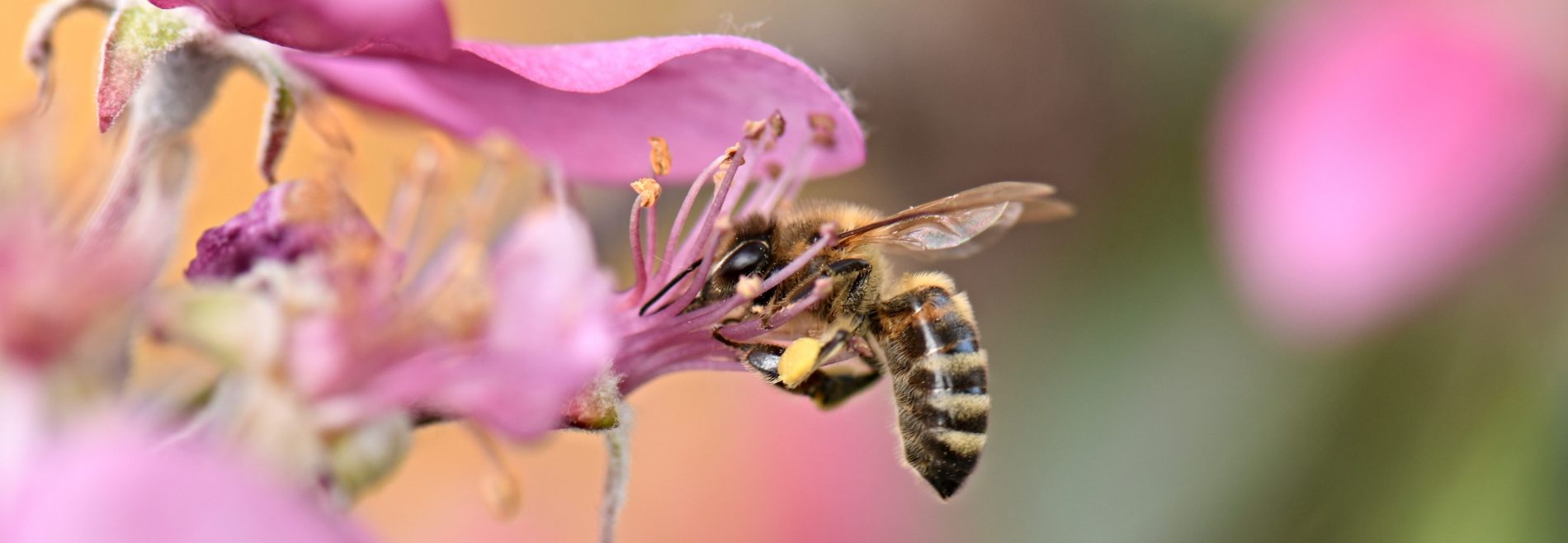 abeille-sur-fleurs-roses-aspect-ratio-1640x568