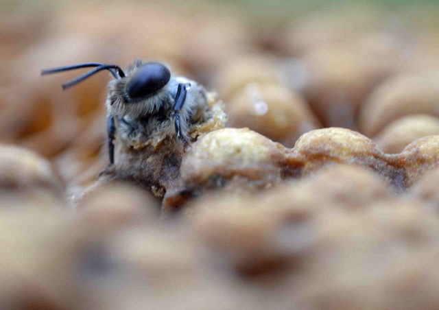 The native Irish honeybee is not extinct after all