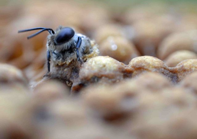 L’abeille à miel irlandaise n’a pas (encore) disparu